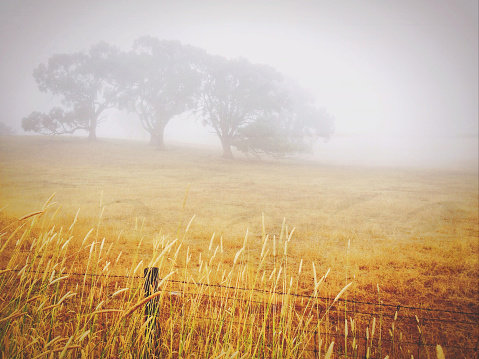 Horizontal landscape photo of dry golden Summer grasses in a fenced paddock with three Eucalyptus trees on the misty horizon in countryside Victoria near Daylesford.