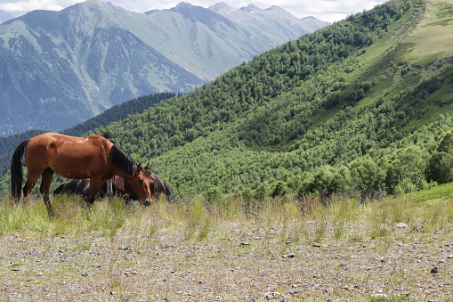 Brown horses graze peacefully in high mountain meadows against the backdrop of mountain peaks and fluffy clouds