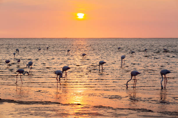 istock Flamingo on the beach, Atlantic coast of Namibia 1698212300