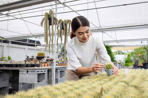 Cacti can make a stunning and unique addition to your home decor. With proper care and attention to their needs, you can enjoy their beauty for years to come.