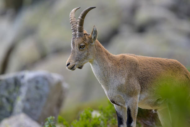 istock Mountain Goats in Guadarrama 1698224443