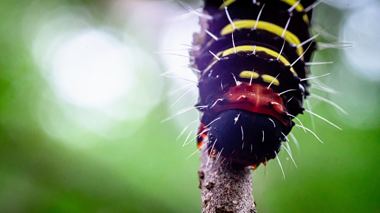 Caterpillar, black, red, hairs growing on the body.