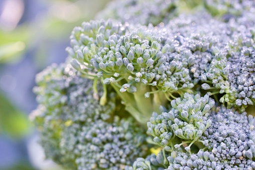 Horizontal extreme closeup photo of a head of organic broccoli growing in a permaculture garden in Winter. Byron Bay, north coast of NSW. Soft focus background.