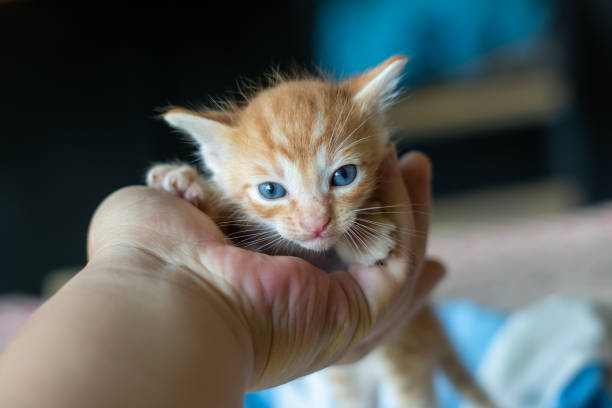 istock homeless Kitten hungry 1698240546
