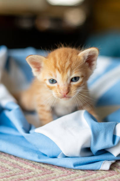 istock homeless Kitten hungry 1698240547