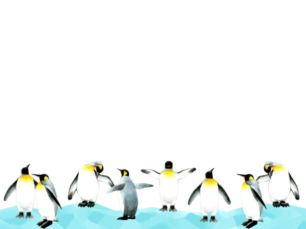 clipart-hintergrund eines niedlichen pinguins auf eis. aquarellbleistift handgezeichnete tierillustrationen. - penguin animal white background king penguin stock-grafiken, -clipart, -cartoons und -symbole