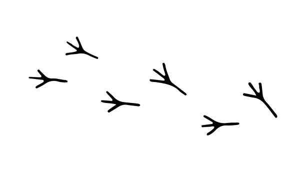 illustrazioni stock, clip art, cartoni animati e icone di tendenza di impronte di un uccello. doodle modificabile icone minimaliste disegnate a mano. tracce di uccelli a terra - paw print animal track dirt track