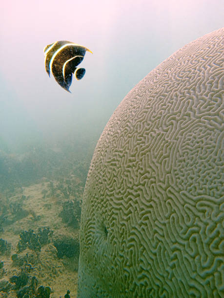 幼体のフレンチエンゼルフィッシュとプラティギララメリバサンゴ球 - beauty in nature coral angelfish fish ストックフォトと画像