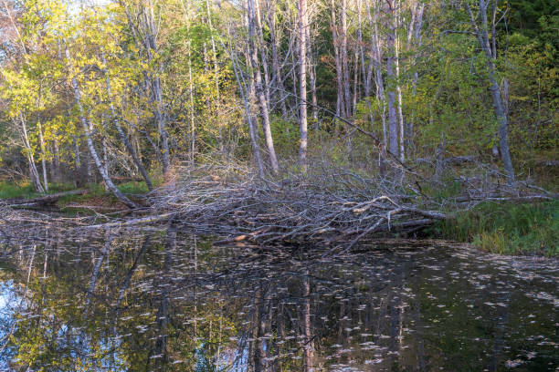istock Beaver pond with fallen trees at the lakeshore 1698260237