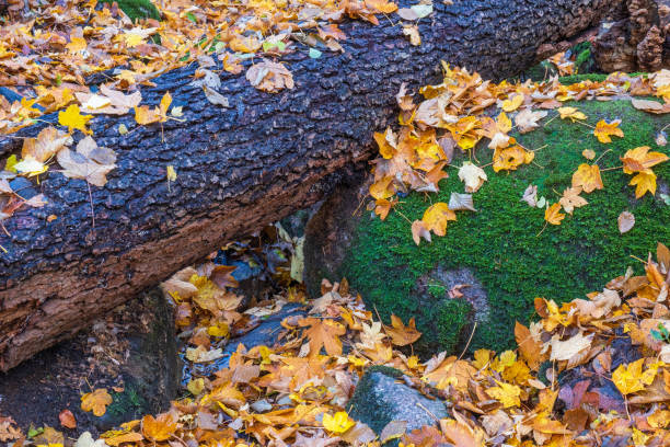 Fallen tree with autumn leaves in the woodland