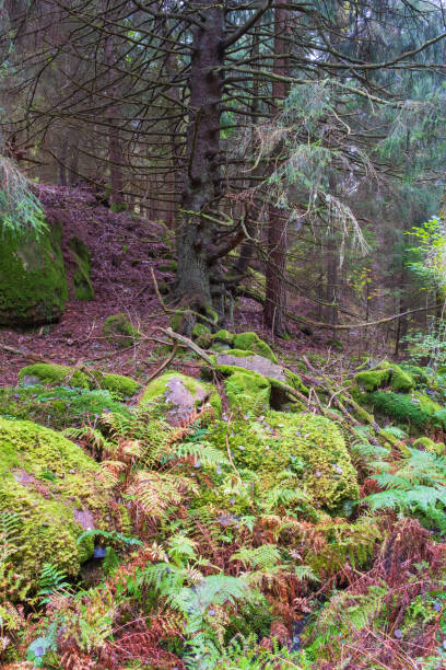 istock Old growth forest with moss on the rocks 1698262370