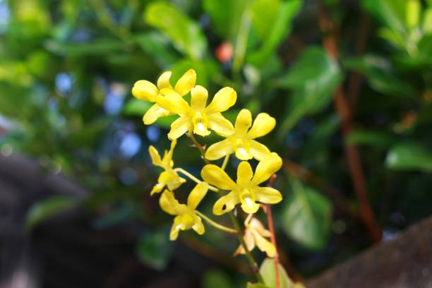 istock Yellow dendrobium or beautiful yellow dendrobium orchid 1698283022