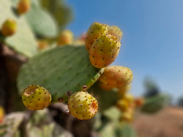 istock Prickly pear cactus fruiting, or indian fig in sicily, italy 1698288502
