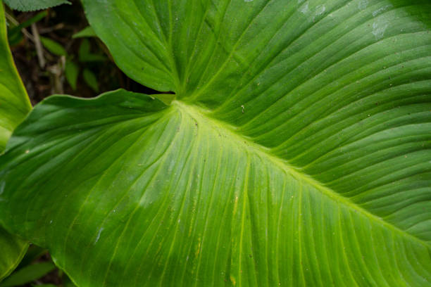 istock Texture and surface of homalomena occulta green leaf on the tropical forest. 1698300362