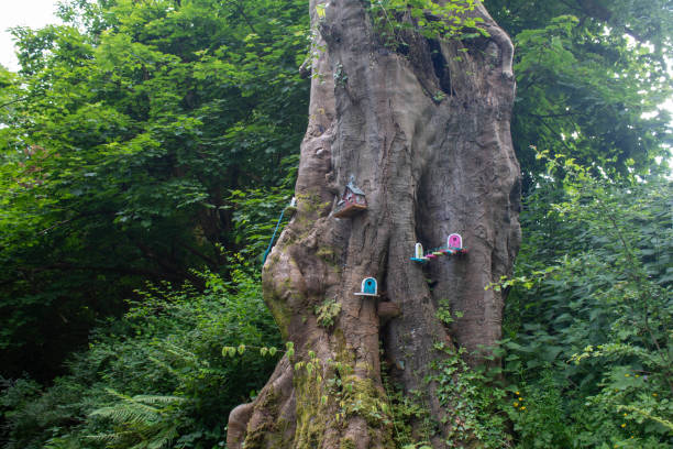 Deep within the enchanting Irish woods, hidden away from the bustle of the modern world, lie the whimsical and mysterious fairy villages. These miniature, mystical settlements are nestled amidst ancient trees and lush foliage, creating a realm where imagination and reality coexist.\n\nWalking along the meandering forest paths, you may stumble upon tiny doorways carved into the base of ancient trees or nestled between moss-covered rocks. These are the entrances to the fairy homes, portals to a world unseen by most. Each doorway is a unique work of art, adorned with intricate carvings, wildflowers, and offerings left by those who believe.\n\nAs you step into the heart of these miniature villages, you'll be greeted by quaint cottages with thatched roofs, tiny bridges over babbling brooks, and charming gardens filled with miniature flowers. The houses are often built from natural materials like twigs, leaves, and acorn caps, seamlessly blending with their woodland surroundings.\n\nEvidence of the fairies' presence is everywhere. Delicate footprints mark the forest floor, and tiny laundry lines hung with leaves sway in the breeze. Miniature clothes, no bigger than a fingernail, are pegged to the line, a testament to the busy lives of these magical beings.