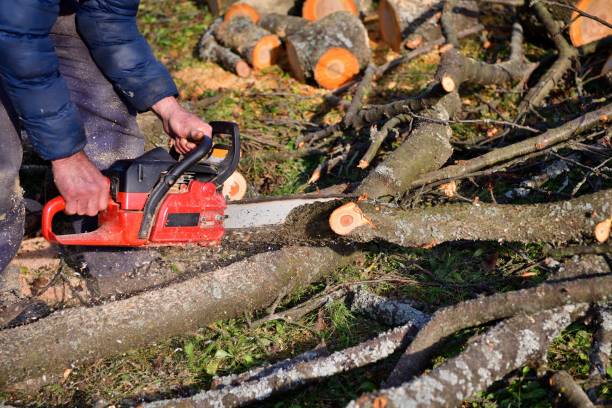 Detail of a chainsaw in a village garden and sawing a tree from branches stock photo