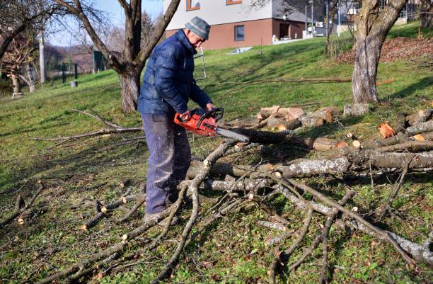 A gardener saws branches in an orchard in autumn with a chainsaw stock photo