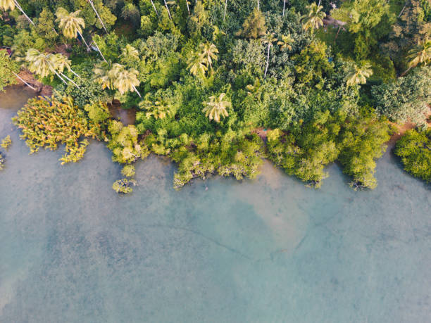 istock Aerial view sea beach wave white sand beach with green tree forest 1698308536