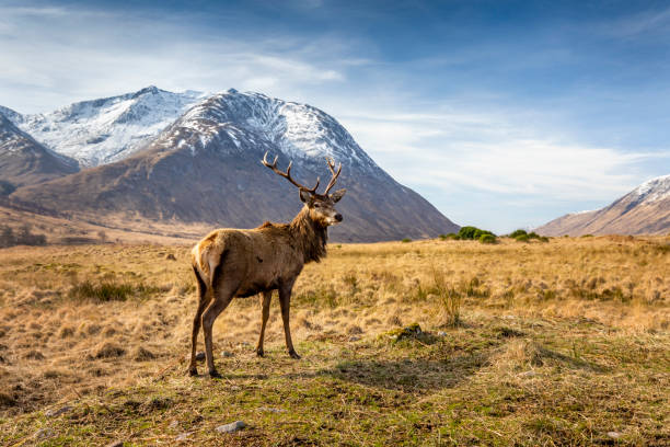 istock Scottish Red Deer Stag. Glen Etive, Scotland 1698311641