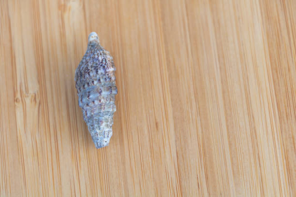 A single sea shell on a wooden surface close up.