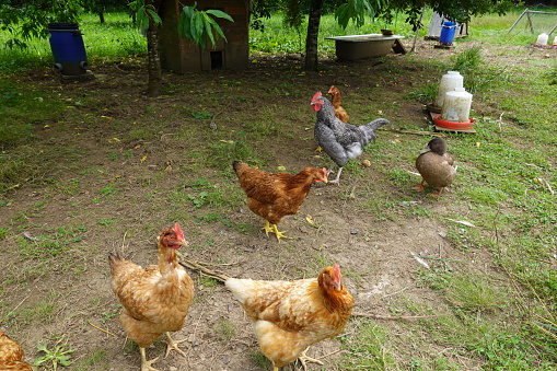 Chickens and roosters in the wild, feeding on kitchen scraps or garden scraps. Happy and free chickens at home