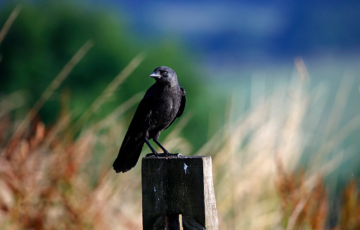 Jackdaw on a farm