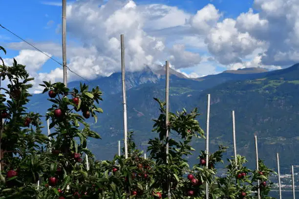 Schöne Landschaft mit Apfelbäumen bei Völlan in Südtirol