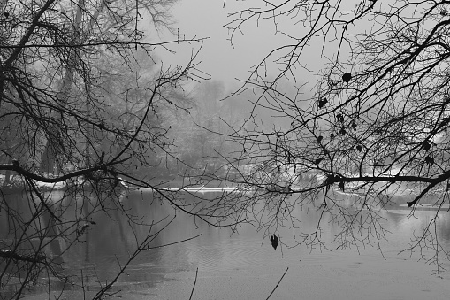 Gloomy winter atmosphere, trees in the fog