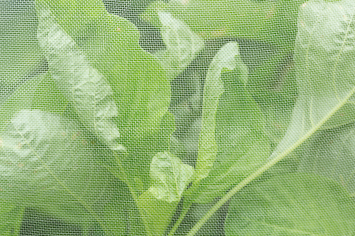 Close up of vegetable in net for pest protection