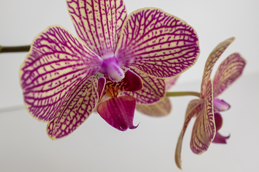 The natural texture of pink phalaenopsis orchids is close-up and copy space