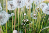 A fluffy dandelions on a green grass, close-up. A large dandelion on the bon, side view. Blowballs for post, screensaver, wallpaper, postcard, poster, banner, cover, website. High quality photo