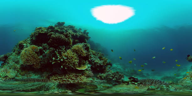 istock Coral reef and tropical fish underwater. Philippines. Virtual Reality 360 1698367365