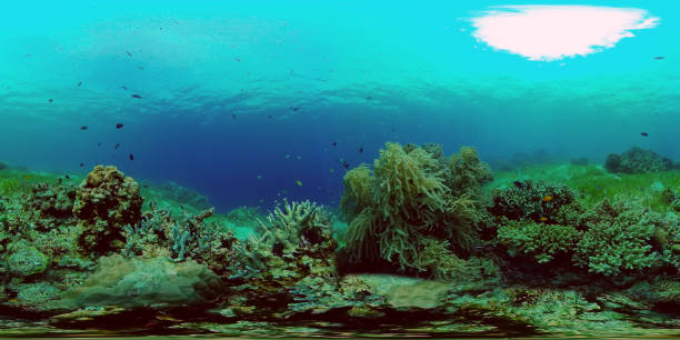 istock Coral reef and tropical fish underwater. Philippines. 360-Degree view. 1698369141