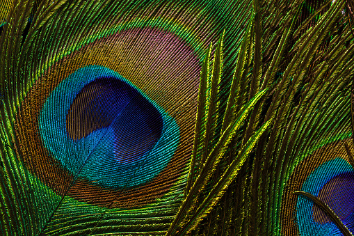 A colourful peacocks head looking at the camera and looking to the right metallic shiny looking colours of green and blue a big peacock eye with a dark background ￼￼