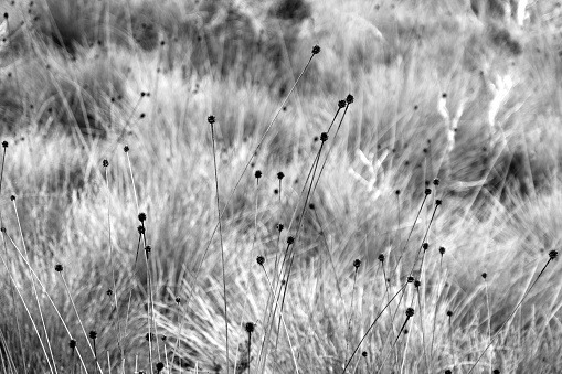 Buttongrass moorland in the Cradle Mountain-Lake St Clair National Park, a World Heritage site located in the Central Highlands area of Tasmania, Australia.