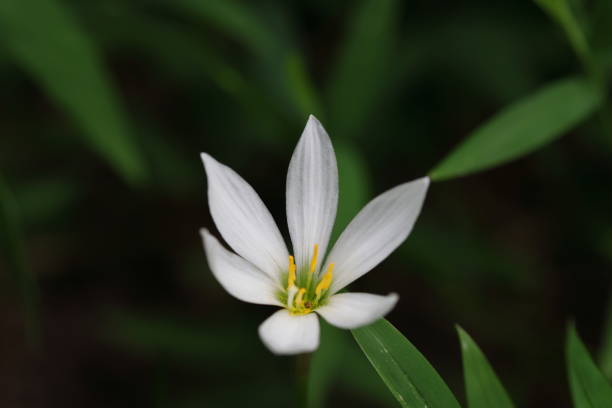 istock Close-up Zephyranthes candida (white rain lily) flower 1698380309