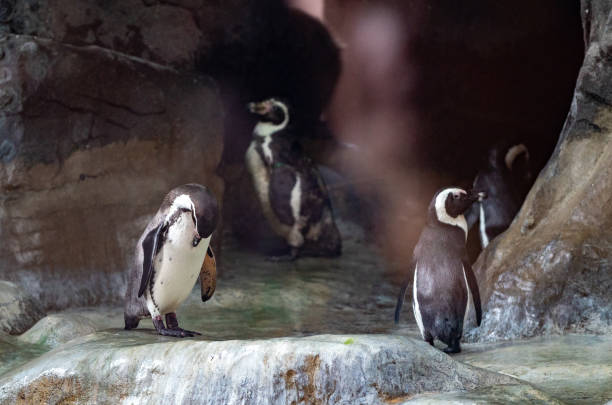 istock Animals in the zoo 1698381941