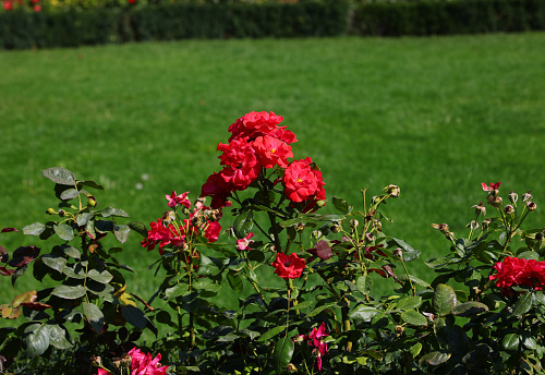 rose garden in spring with many red roses blooming in the garden without people