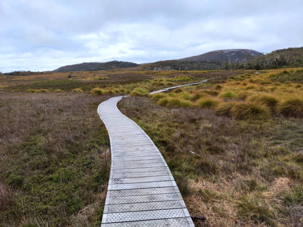 Footpath at Overland Track, Cradle Mountain-Lake St Clair National Park, Tasmania - fotografia de stock