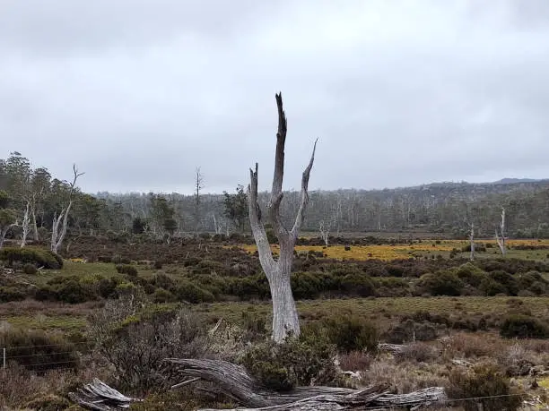 Forest in the Cradle Mountain-Lake St Clair National Park, Tasmania.