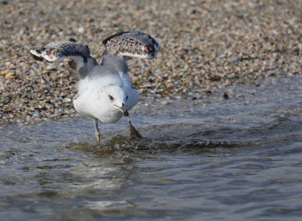 istock Seagull on the seashore hunting for small fish 1698385835