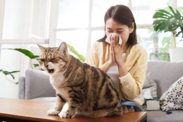 집에서 재채기를 하고 고양이 털 알레르기를 앓고 있는 아시아의 젊은 여성. 애완 동물의 질병. - dander 뉴스 사진 이미지