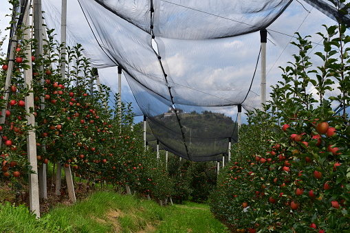 Apfelbäume in Südtirol