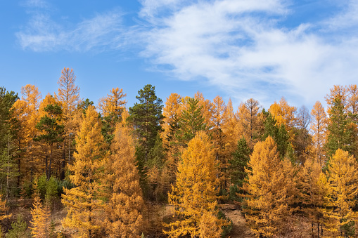 Bright autumn coniferous forest on a clear sunny day