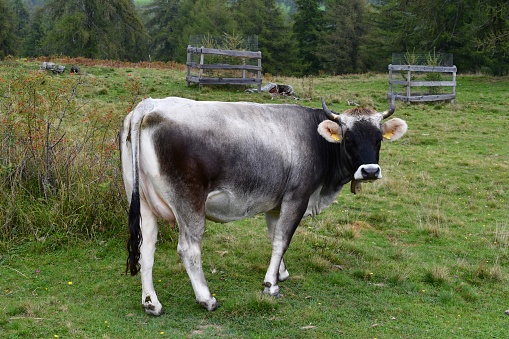 Rear view photograph of a cow defecating in a forest