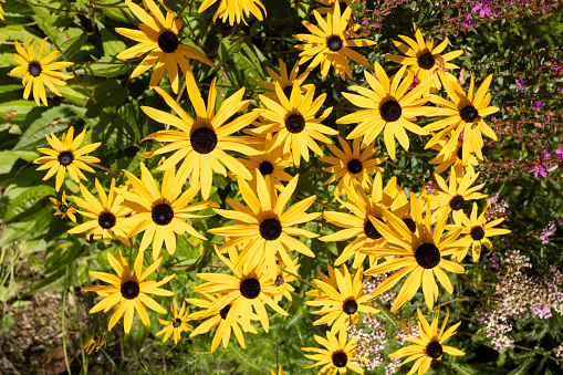 Rudbeckia plants, the Asteraceae yellow and brown flowers, common names of coneflowers and black eyed Susan's. Positive and happy feeling in spring given by flowers.