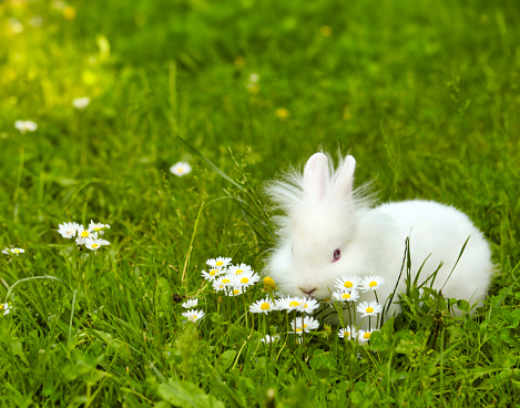 Wild rabbit close up on the grass