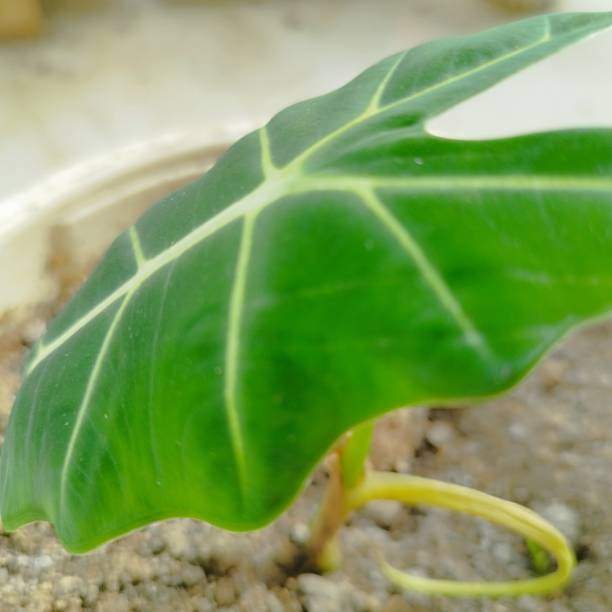 istock Colocasia esculenta leaf in a pot 1698410152