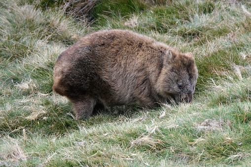 Wombat in the grassland at Cradle Mountain-Lake St Clair National Park, a World Heritage site located in the Central Highlands area of Tasmania, Australia.