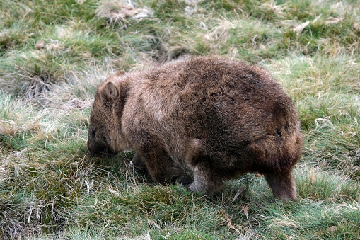 Wombat in the grassland at Cradle Mountain-Lake St Clair National Park, a World Heritage site located in the Central Highlands area of Tasmania, Australia.